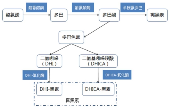 肽安密多“最强美白成分”宝座即将易位?