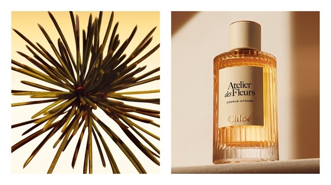 蔻依仙境花园系列香氛 深林雪松全新上市 蔻依仙境花园系列香氛 深林雪松全新上市