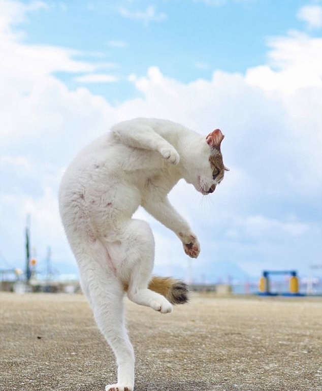 日本摄影师抓拍功夫猫咪身手敏捷