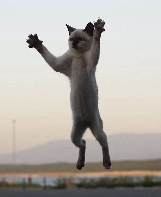 日本摄影师抓拍功夫猫咪身手敏捷