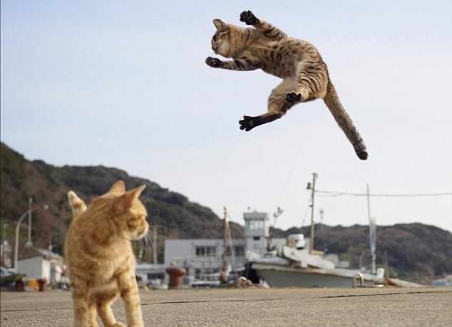 日本摄影师抓拍功夫猫咪身手敏捷