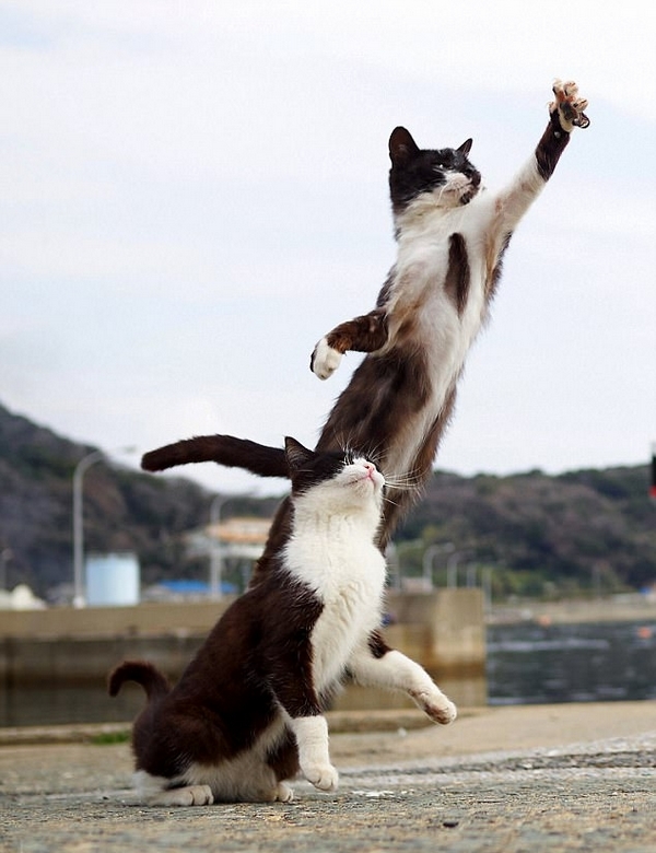 日本摄影师抓拍功夫猫咪身手敏捷