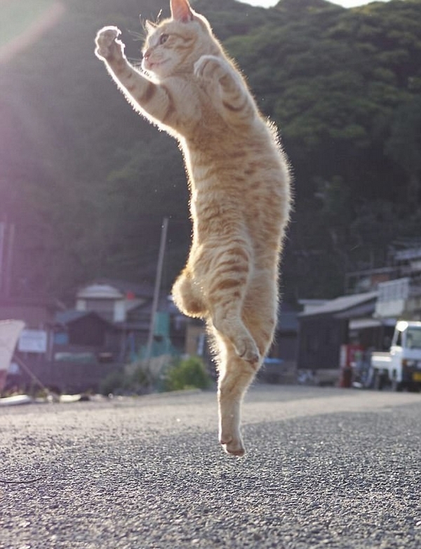 日本摄影师抓拍功夫猫咪身手敏捷