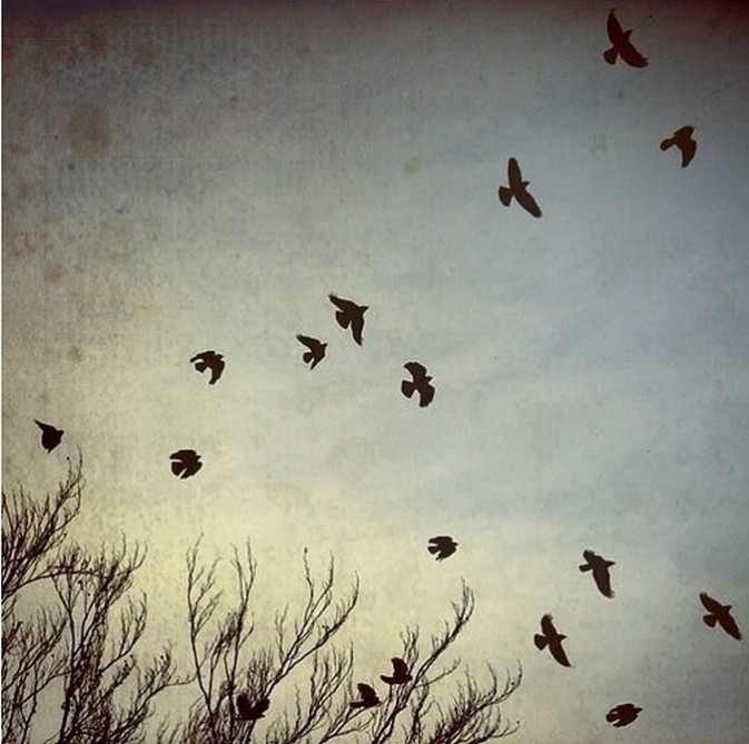 annette pehrsson宝丽来的影像世界