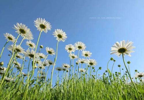 拍花用什么焦段的镜头好 拍花用什么焦段的镜头好