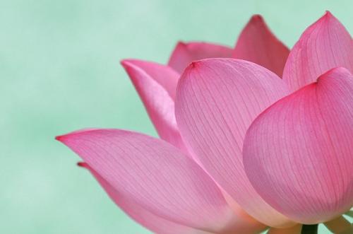 拍花用什么焦段的镜头好 拍花用什么焦段的镜头好