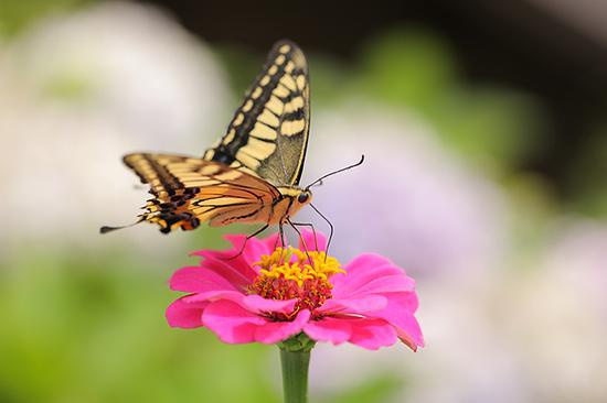 拍花用什么焦段的镜头好 拍花用什么焦段的镜头好