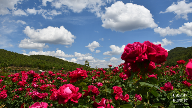 打造浪漫婚礼圣地！ “玫瑰山谷”振兴计划正式启动