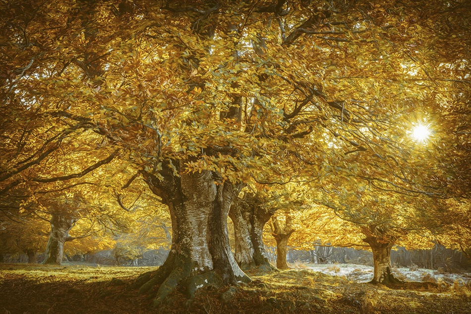 四季的色彩 幽静森林中的童话般视觉 四季的色彩 幽静森林中的童话般视觉