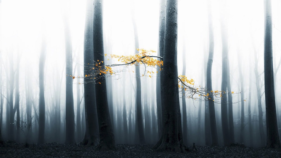 四季的色彩 幽静森林中的童话般视觉 四季的色彩 幽静森林中的童话般视觉