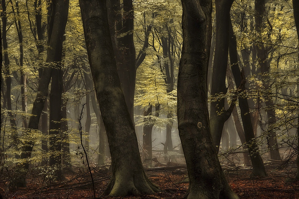 四季的色彩 幽静森林中的童话般视觉 四季的色彩 幽静森林中的童话般视觉