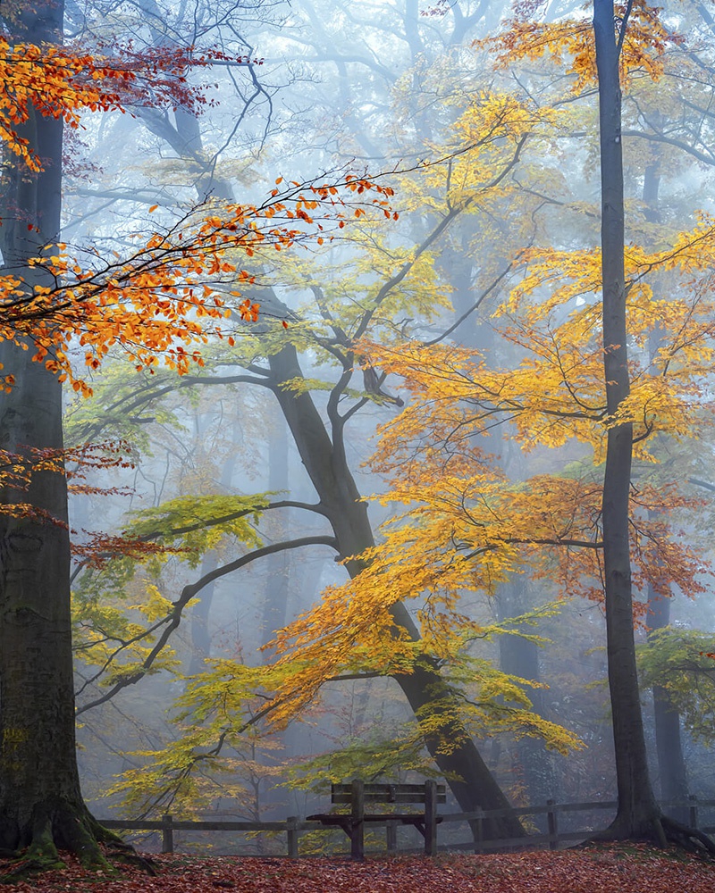 四季的色彩 幽静森林中的童话般视觉 四季的色彩 幽静森林中的童话般视觉