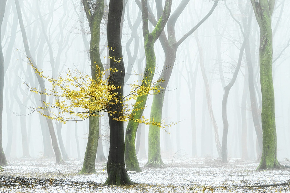 四季的色彩 幽静森林中的童话般视觉 四季的色彩 幽静森林中的童话般视觉