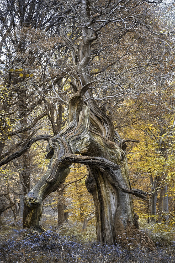 四季的色彩 幽静森林中的童话般视觉 四季的色彩 幽静森林中的童话般视觉