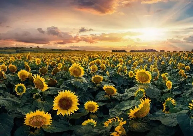 春季拍花能用的万能拍照技巧！