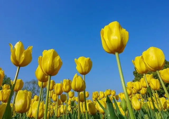 春季拍花能用的万能拍照技巧！
