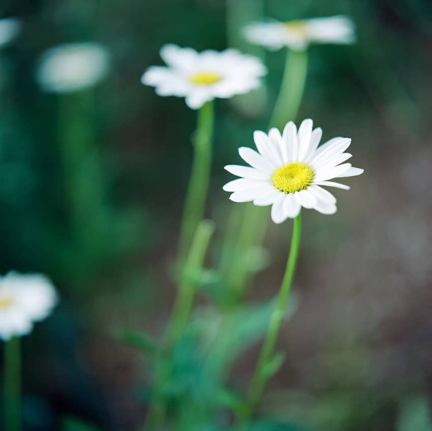 发现简单而清新的美 胶片味十足的清纯花朵
