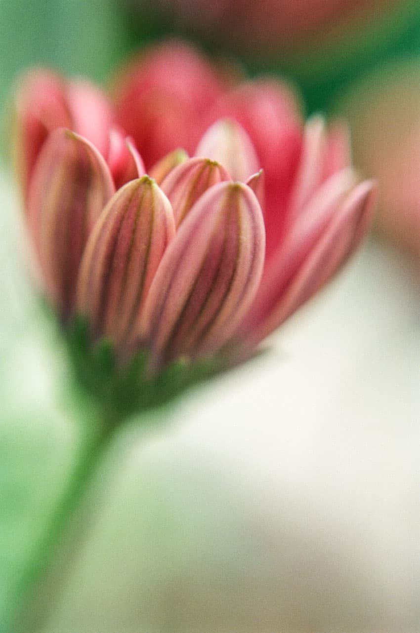 发现简单而清新的美 胶片味十足的清纯花朵