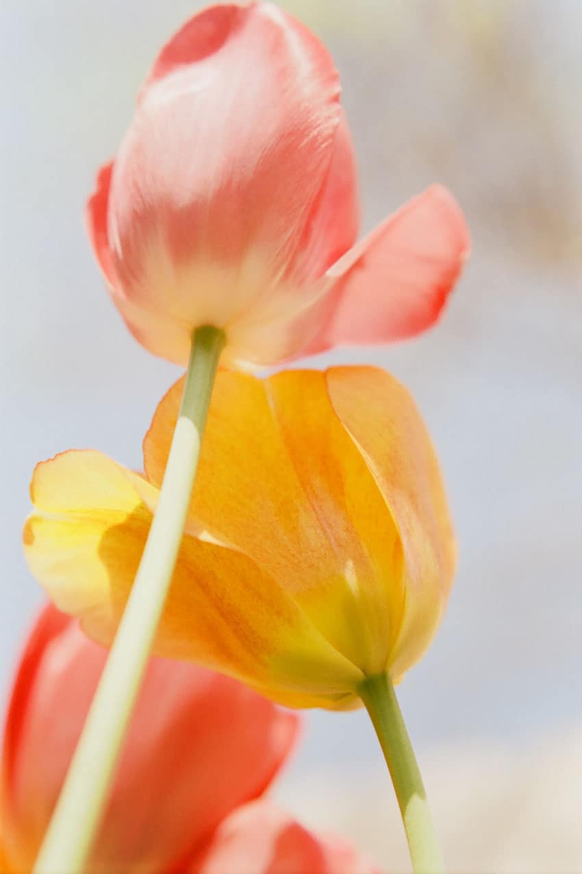 发现简单而清新的美 胶片味十足的清纯花朵