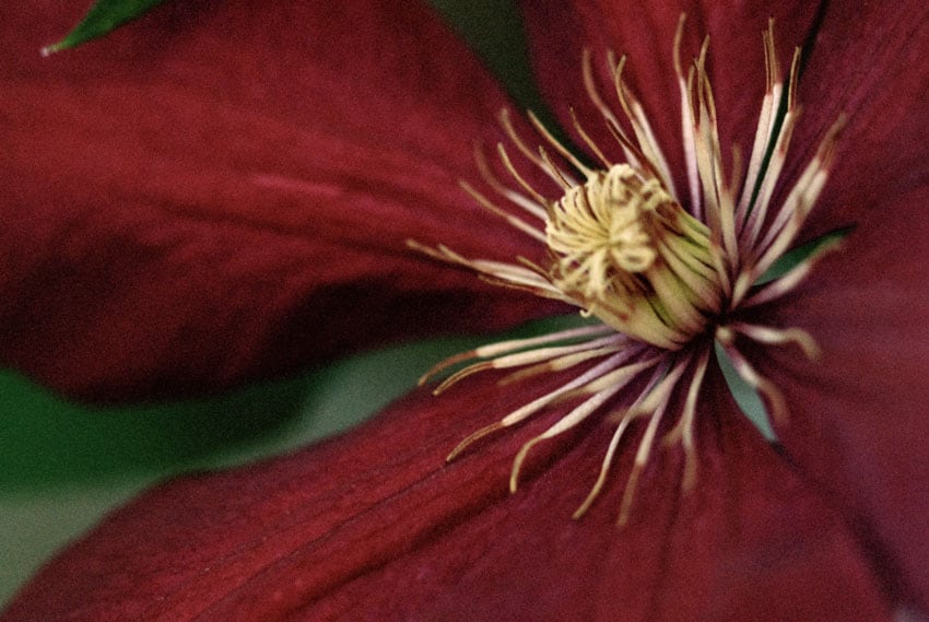 发现简单而清新的美 胶片味十足的清纯花朵