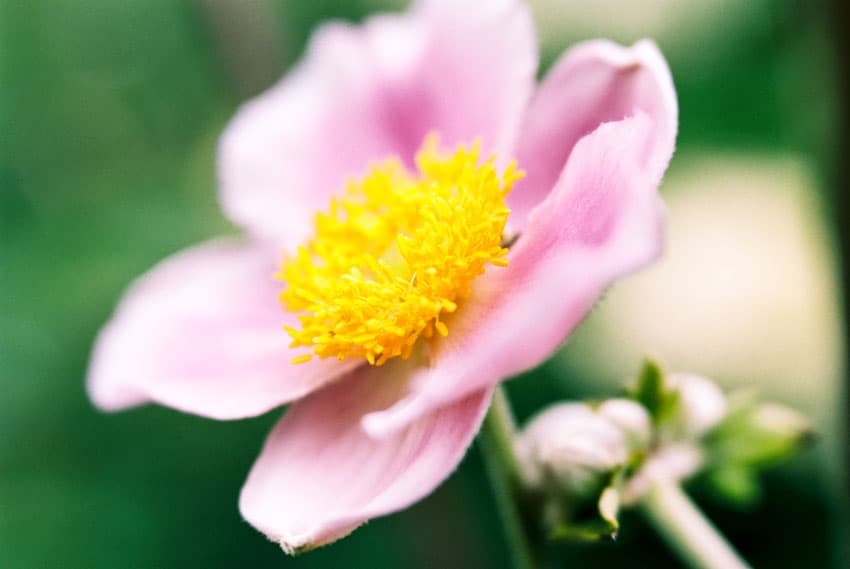发现简单而清新的美 胶片味十足的清纯花朵
