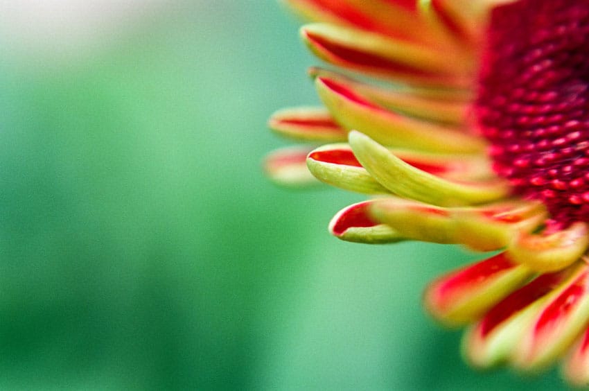 发现简单而清新的美 胶片味十足的清纯花朵