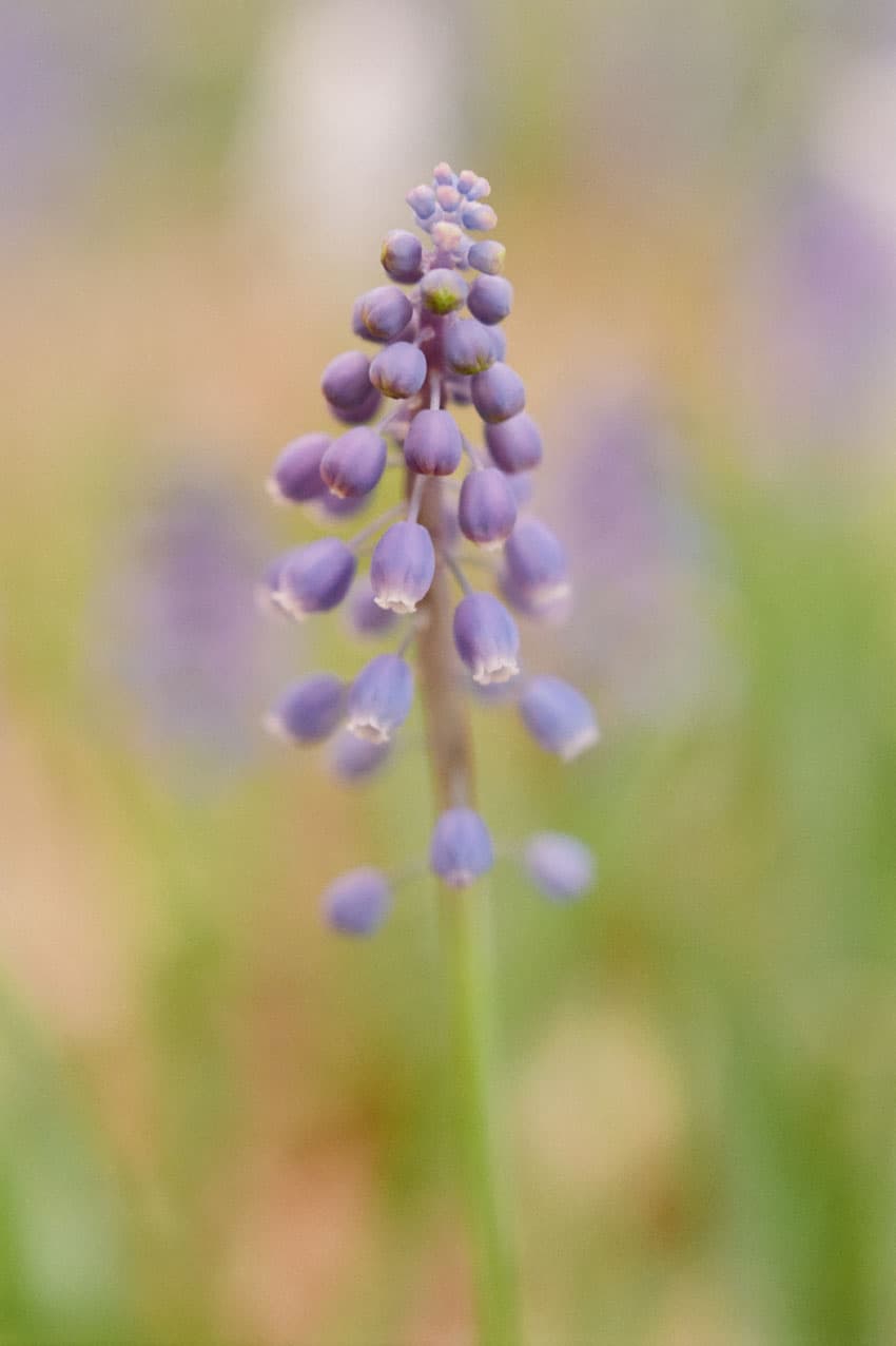 发现简单而清新的美 胶片味十足的清纯花朵