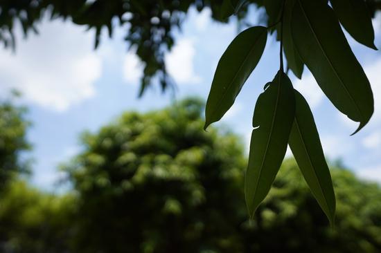 不输g大师的g镜头 索尼sel20f18g评测