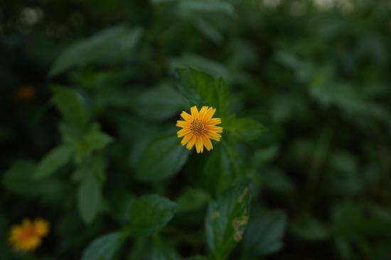 不输g大师的g镜头 索尼sel20f18g评测