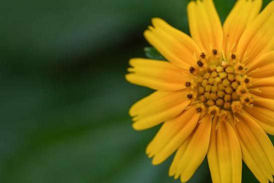 不输g大师的g镜头 索尼sel20f18g评测