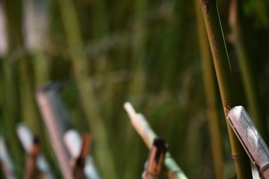 天涯镜新标杆 尼康z24-200mm f/4-6.3vr试用