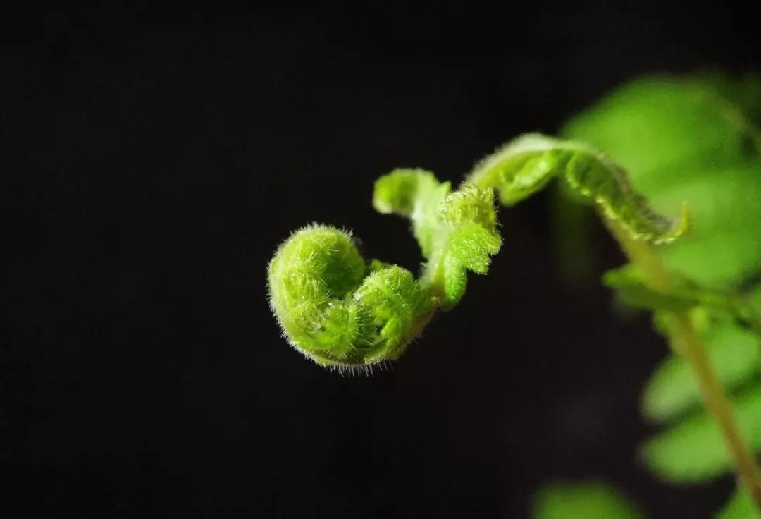 机超级微距这个功能，出片率100%！