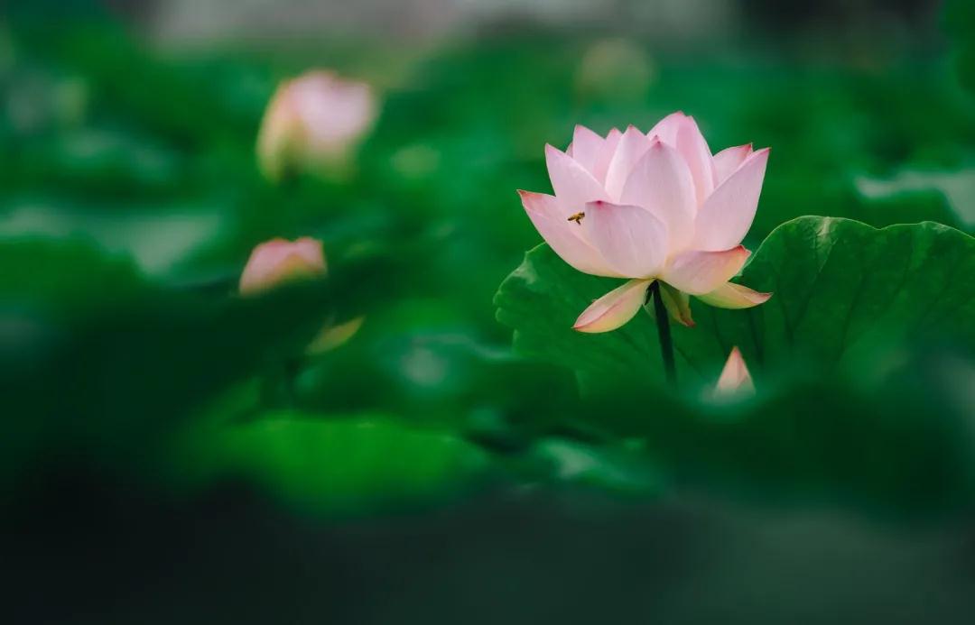 机超级微距这个功能，出片率100%！