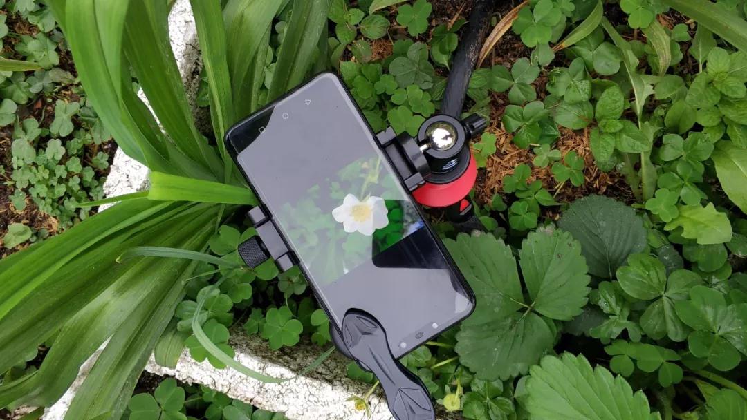 机超级微距这个功能，出片率100%！