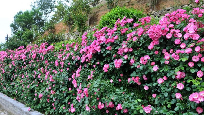 总投资900万！玫瑰小镇 婚纱摄影，打造浪漫风景线