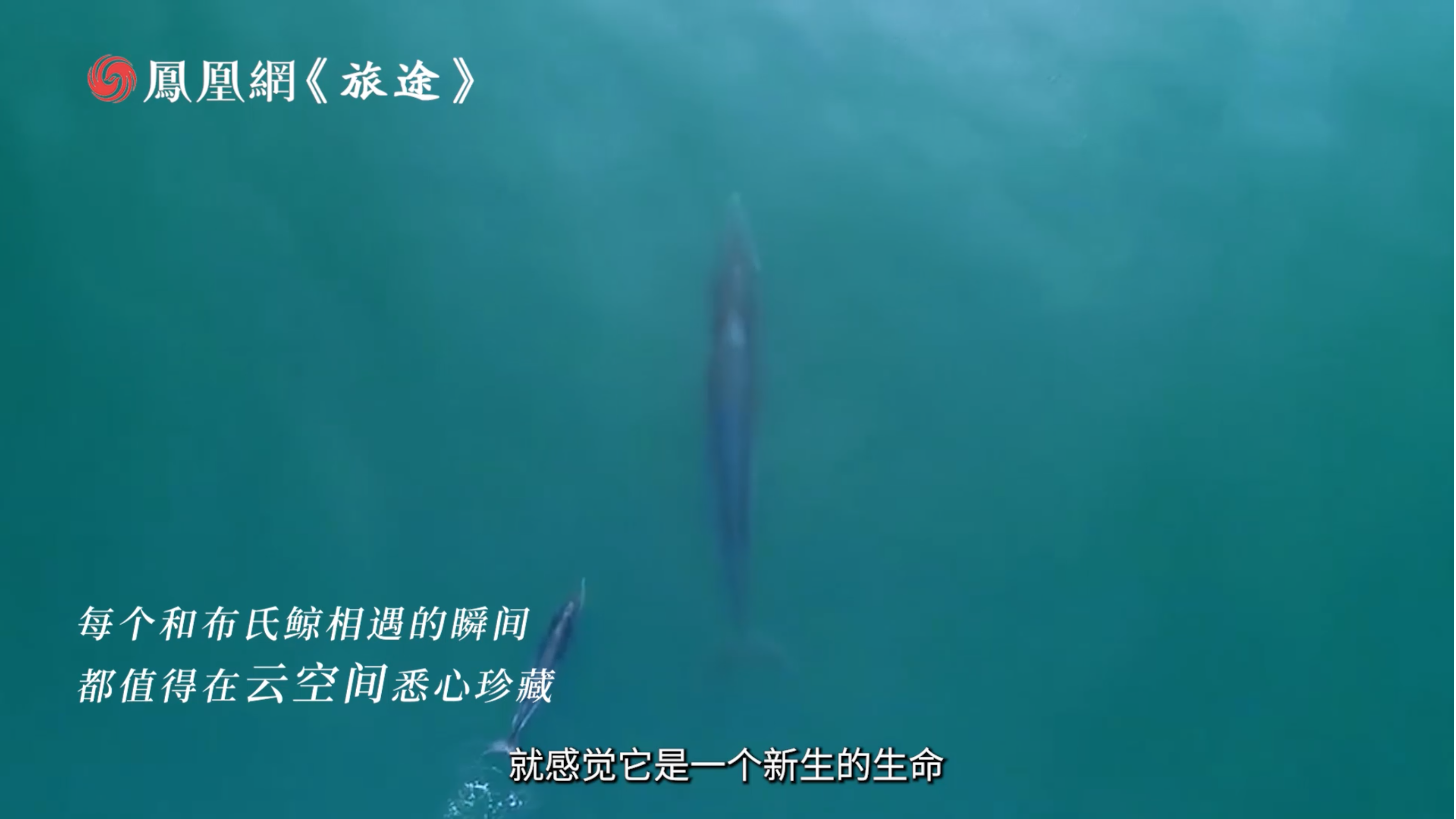 《七年，陈默在云端给布氏鲸安了个“家”》